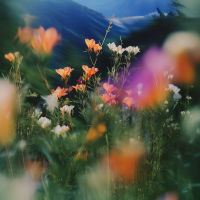 Welcome to my Digital Garden